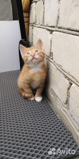 Отдам котика в добрые руки