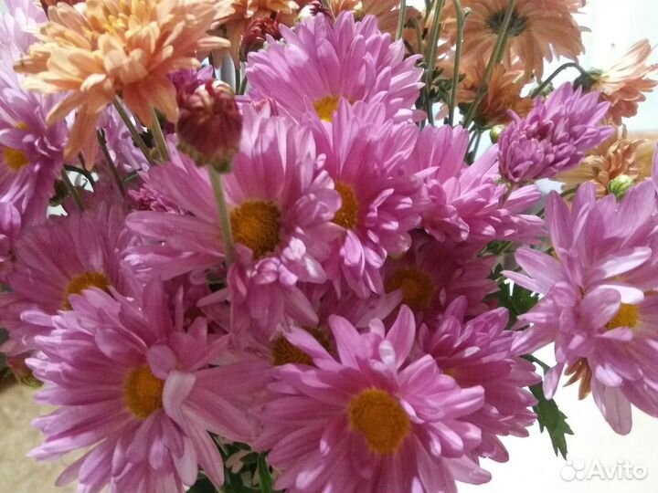 Саженцы хризантем
