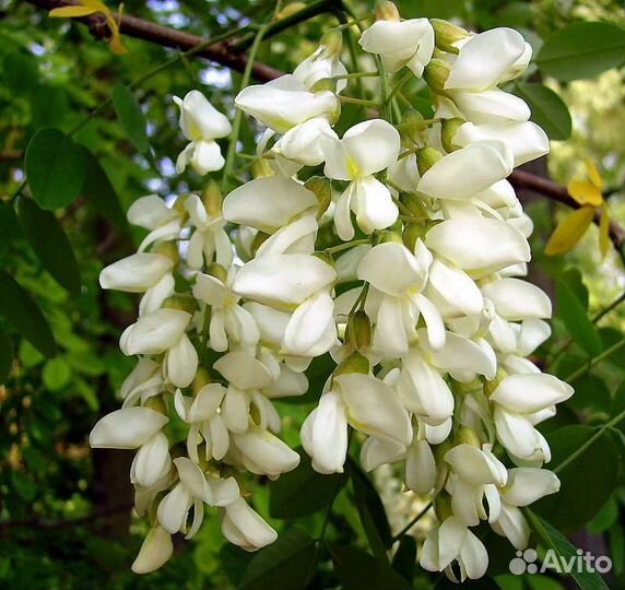 Мёд Белой Акации