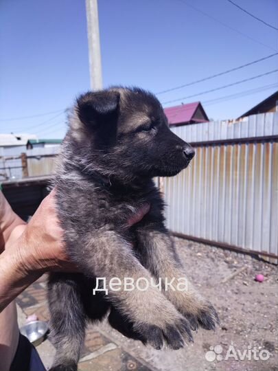 Восточно европейская овчарка