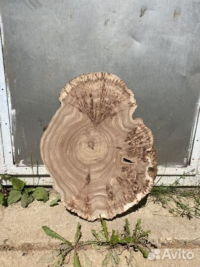 Сухой спил каповый карагач