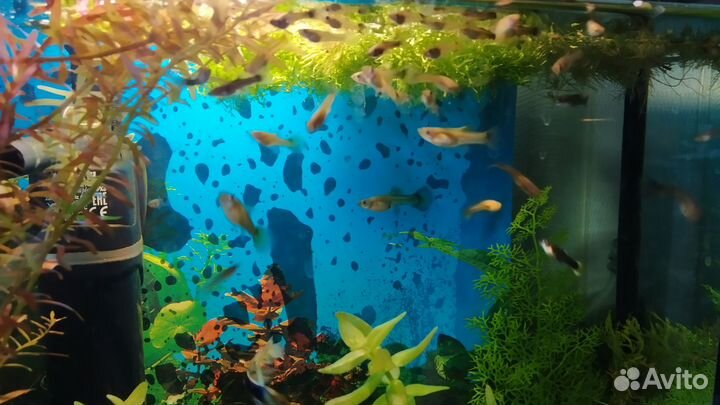 Гуппи 2см (микс), кобра, малахит