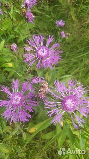 Травы лекарственные/для чая (саженцы, сбор)