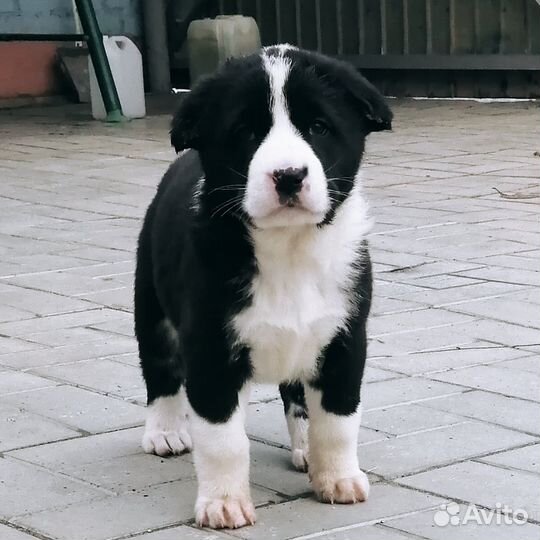 Щенки кавказского волкодава