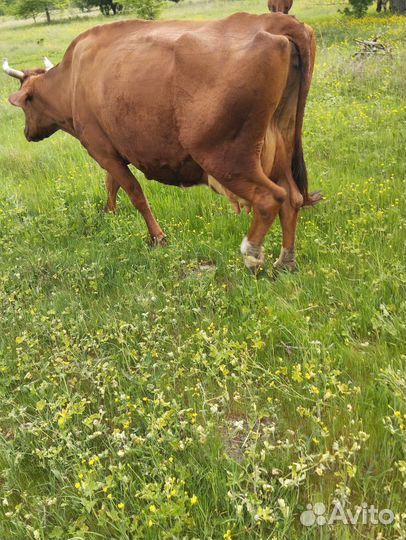 Корова дойная