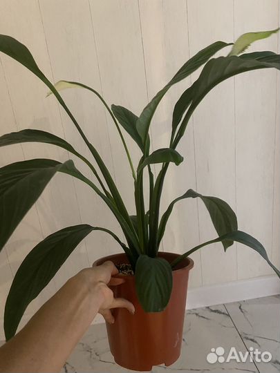 Спатифиллумы сортовые