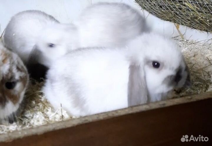 Вислоухие крольчата Минилопы