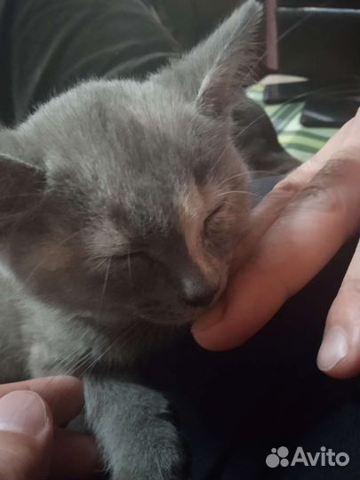 Котенок девочка в добрые руки