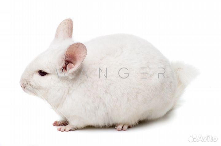 Белые шиншиллы из питомника в Подмосковье.Доставка