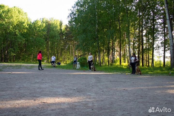 Передержка у кинолога Стационарная дрессировка