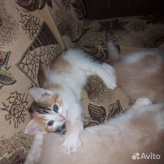 Кот и кошечка