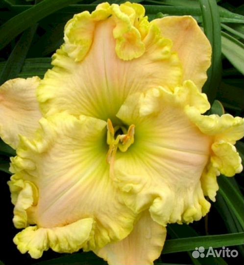 Лилейники Файндерс Киперс