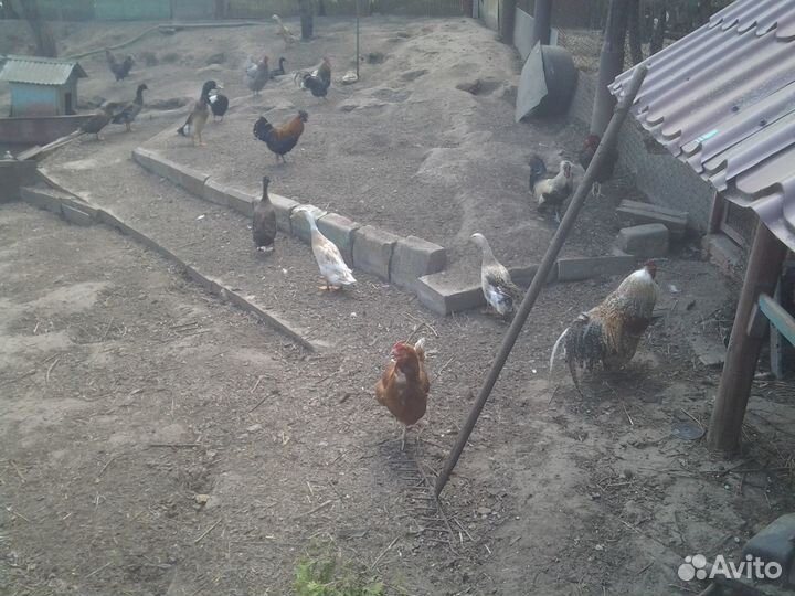 Утки индийский бегунок селезни