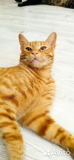 Кошки в добрые руки бесплатно. Кот Семён