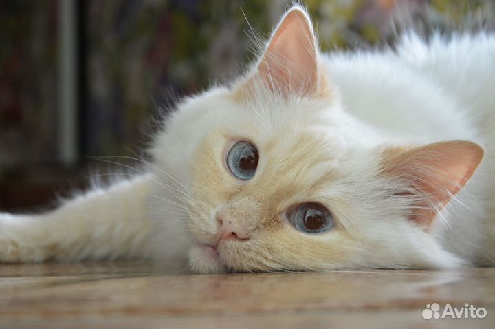 Передержка кошек