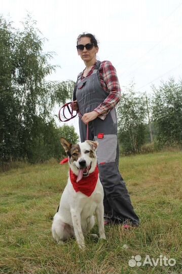 Собака в надёжные руки