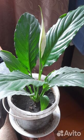 Спатифиллум