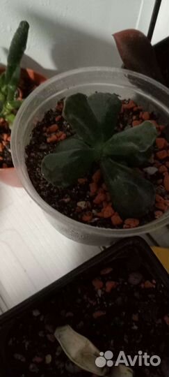 Суккуленты