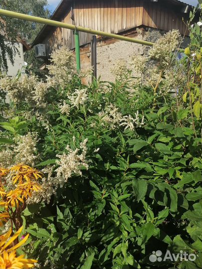 Растения заднего плана