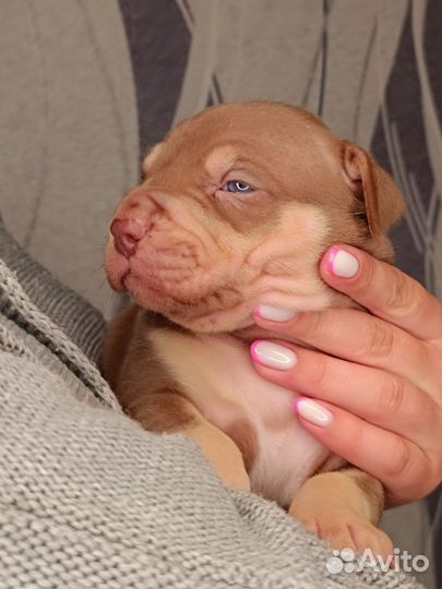 Щенок питбуля из питомника