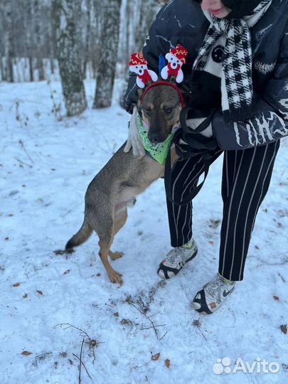 Умный добрый квартирный пес ищет дом