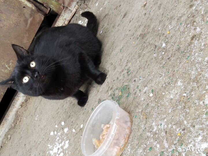 Кот Бегемот и его компания)