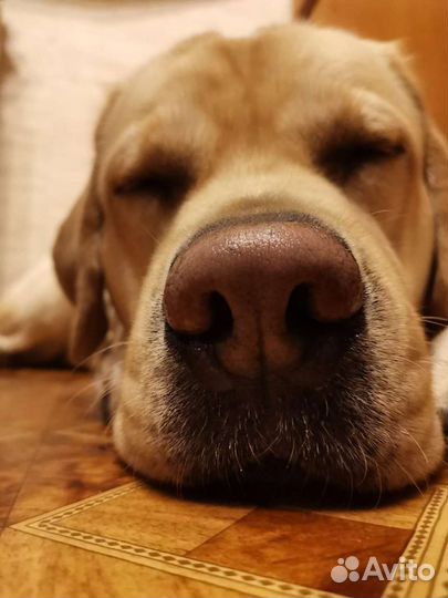 Вязка. Лабрадор кобель 3 года