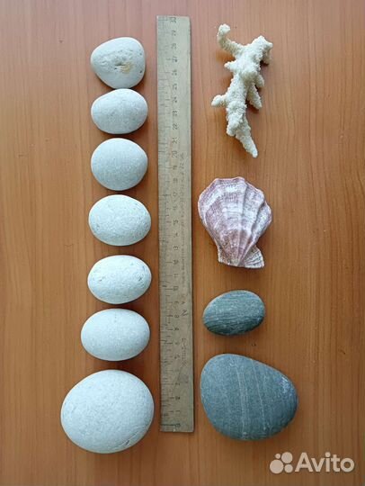 Морские звезды, ракушки, камни, коралл