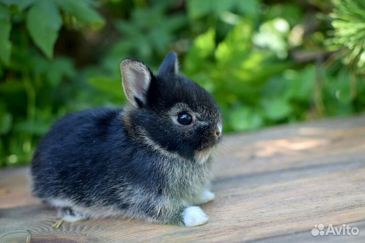 Карликовые и декоративные кролики. Профессиональны