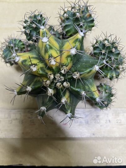 Gymnocalycium variegate