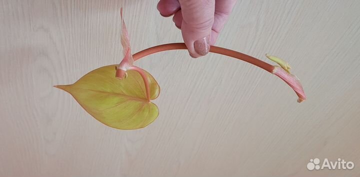 Филодендрон лимон лайм