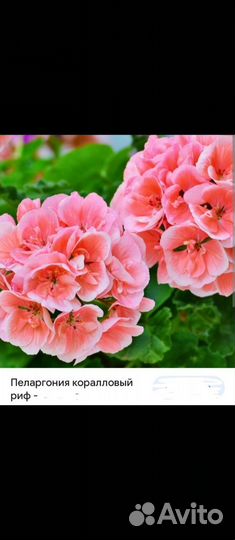 Пеларгония герань сортовая
