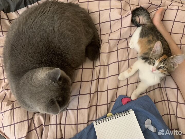 Передержка кошек