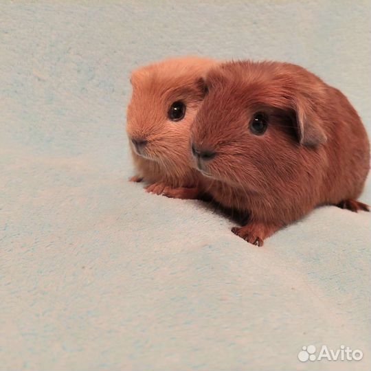 Морские свинки английские Крестеды