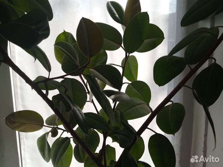 Фикус огромный