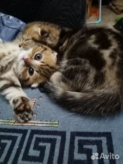 Шотландские котята