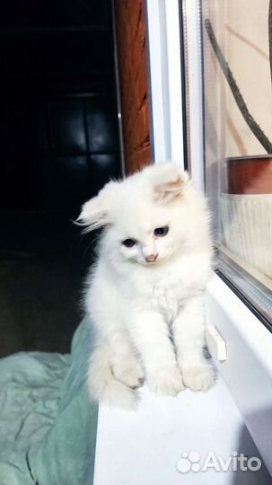 Котята от британской породы