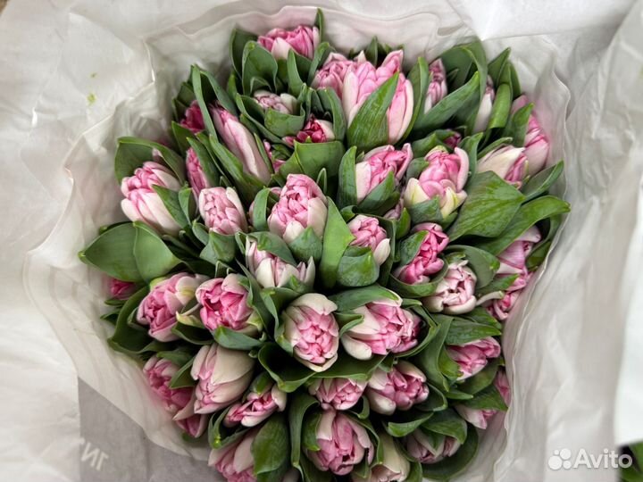Тюльпан розовый крупный оптом в Москве