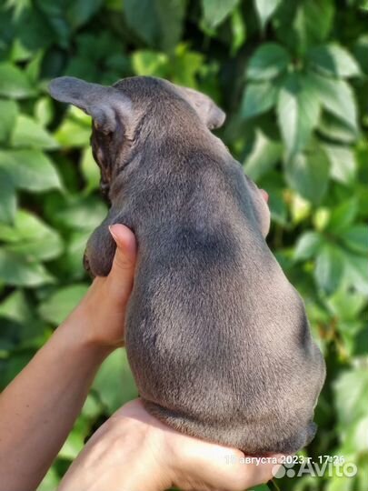 Французский бульдог