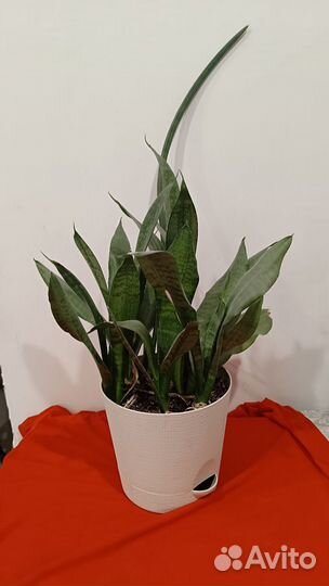 Сансевиерия