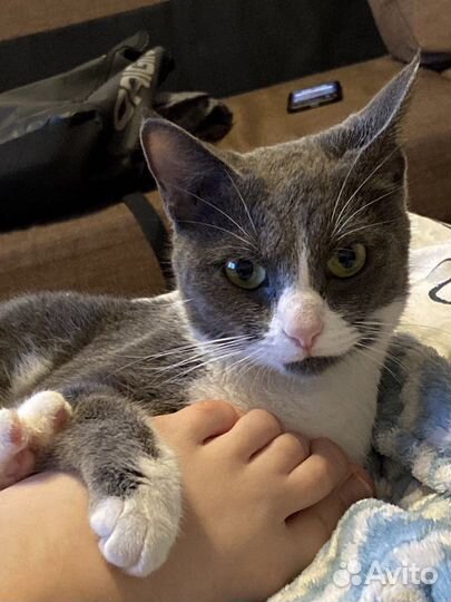 Кошка в добрые руки