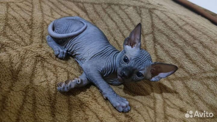 Канадский сфинкс котенок мальчики