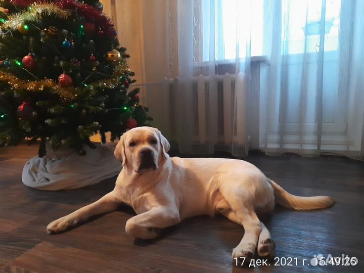 Кабель лабрадора для вязки