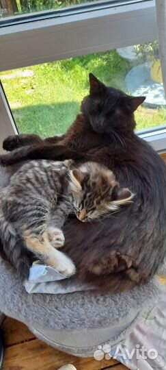 Кошка в дар