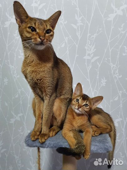 Абиссинская девочка