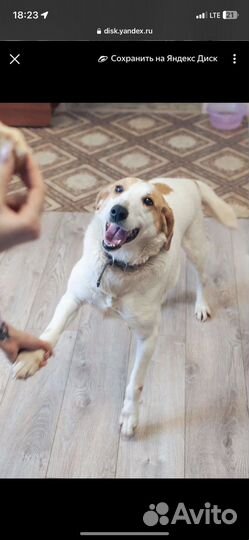 Милейшая собака улыбака в добрые ручки