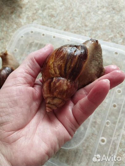 Улитки ахатины