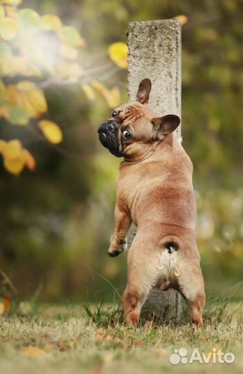 Кобель французского бульдога РКФ для вязки