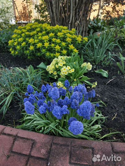 Галантус, мускари, примула, молочай