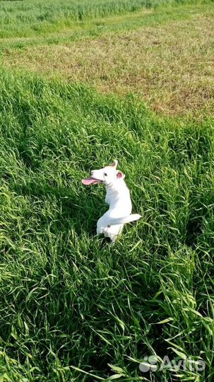 Вязка кобель джек рассел